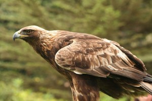 Aquila reale contaminata 